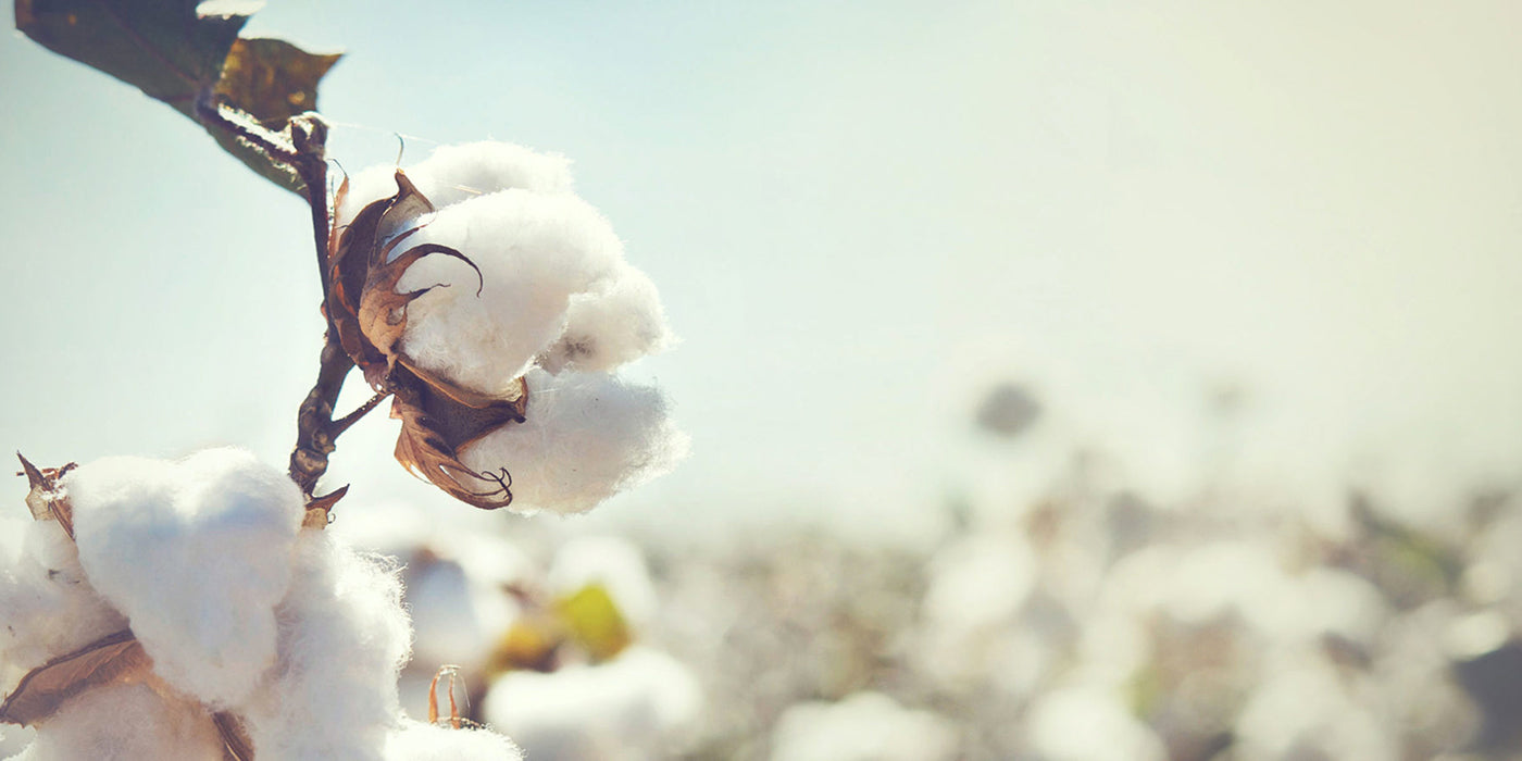 Il cotone: caratteristiche e benefici